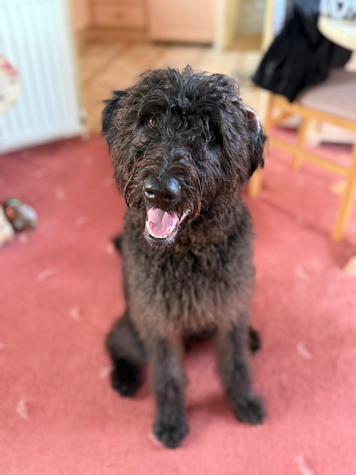 Murphy, one of the two dogs Murleo is named after
